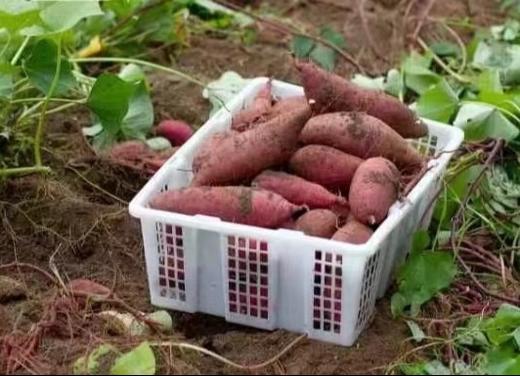 杞冠严选 | 福建蜜原农场 生态红薯 糖化地瓜 4.5-5斤 商品图2