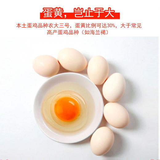 【无抗安全检测 鲜鸡蛋】光阳蛋业虫子鲜鸡蛋 不使用抗生素 0激素 无沙门氏菌 鸡吃虫子蛋更香 当天现捡鲜蛋 商品图5