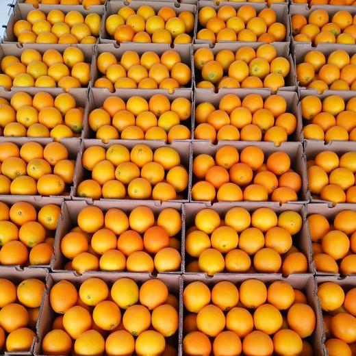 【湖南·麻阳】正宗麻阳冰糖橙  小甜橙 当季手剥橙 新鲜水果 商品图4