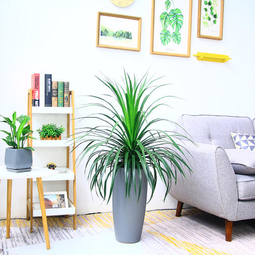 龙须树（高约1米） 商品图2