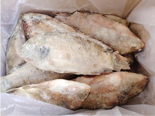 罗非鱼一箱 商品图2