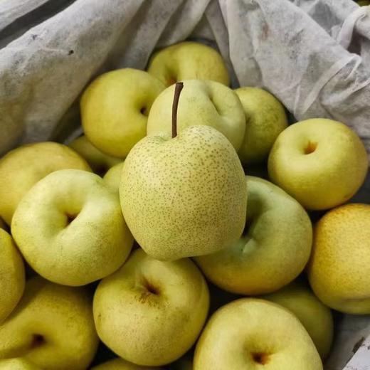 山西蜂蜜酥梨，能吃出蜂蜜味的脆梨，树上的“蜂蜜水” 一口爆汁，纯甜 爆汁 无渣 商品图3