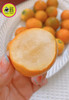 🛵脆蜜金柑🍊3A纯甜大金桔，无籽多汁 商品缩略图1