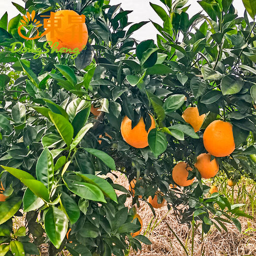 东升农场江西脐橙当季水果新鲜 5斤 包邮 商品图4