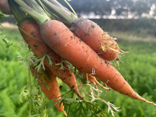 朴愿有机农场 长得丑吃得美的  有机胡萝卜 400g 商品图7