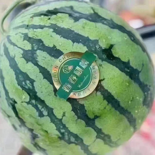 春春麒麟西瓜🍉新鲜西瓜，非常甜，藤还是绿的。注明：快递损耗不售后。 商品图11