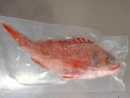 新西兰原装进口兰维乐南极野生红石斑鱼 每条约600—1000g之间 商品图2