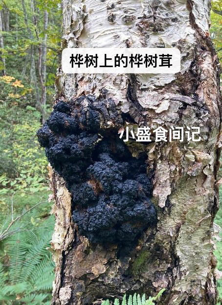 糖宝必备！进口桦树茸黑油颗粒 非黑金100克 商品图6