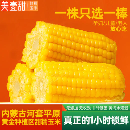 【5星推荐！】美壹甜有机巴彦淖尔即食鲜玉米 新鲜现摘真空包装 颗粒饱满 甜度高 内蒙古黄糯玉米粘玉米 7根重1800g 商品图1