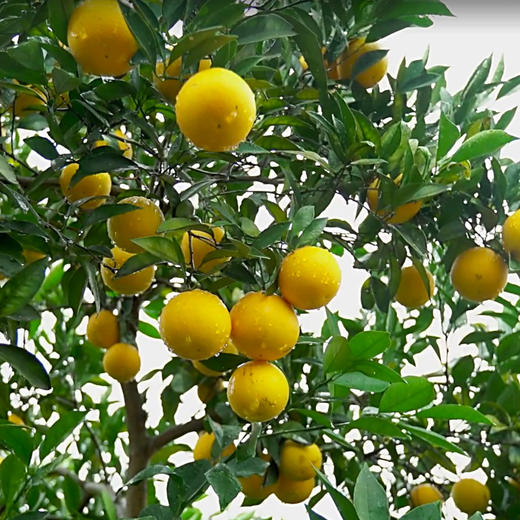 【湖南·麻阳】正宗麻阳冰糖橙  小甜橙 当季手剥橙 新鲜水果 商品图1