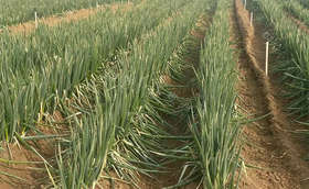 计划年后出售芽葱的葱田应该如何做好越冬管理