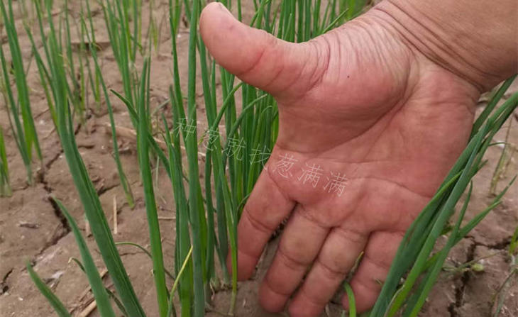 沧州54天葱苗 沧州54天葱苗