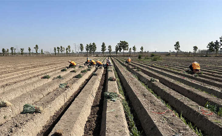 葱满满基地移栽现场 葱满满基地移栽现场