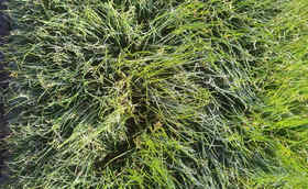 冬季大葱育苗如何避免冻害问题