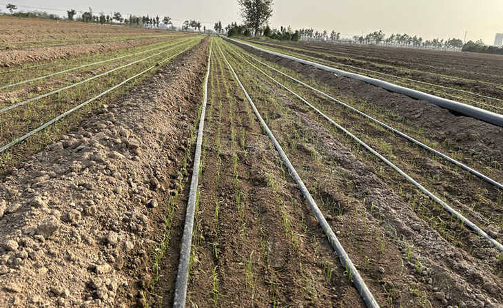 葱满满苗床葱苗 葱满满苗床葱苗