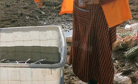 葱苗移栽前还需要蘸根?大葱移栽蘸根有哪些好处?