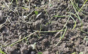 零下几度的天气大葱苗床应该如何防冻