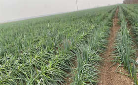 种植大葱喷施防冻剂的正确方法