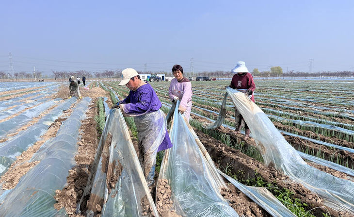 小拱棚葱揭膜