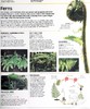预售 【中商原版】知识百科 植物和真菌 英文原版 Knowledge Encyclopedia Plants and Fungi  DK 科学百科科普图书 商品缩略图6