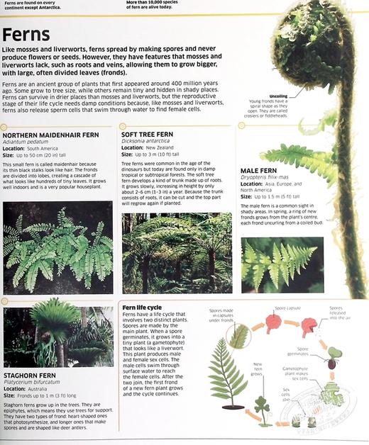 预售 【中商原版】知识百科 植物和真菌 英文原版 Knowledge Encyclopedia Plants and Fungi  DK 科学百科科普图书 商品图6
