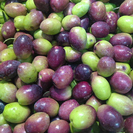 丽江程海 特级初榨橄榄油 商品图4