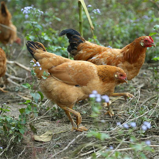 周五发货！【开化农场的童子鸡/生姜干】果之澜农业自养，无饲料、无激素、无抗生素，吃玉米、甜瓜、米糠等纯粮喂养，自然生长！开化公司杀好发货，江浙沪顺丰包邮~ 商品图6