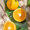 【九月红—秭归脐橙】一口爆汁的橙色，多汁肉嫩、细嫩无渣、酸甜可口、橙香浓郁 商品缩略图3