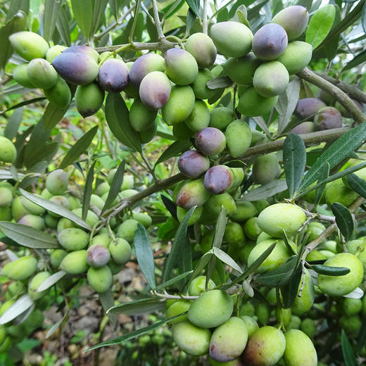 丽江程海 特级初榨橄榄油 商品图6