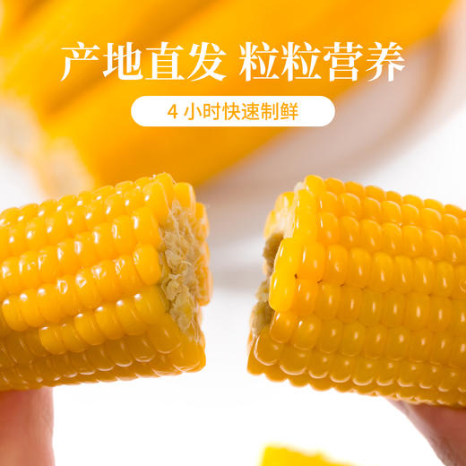 农福翁东北黄糯玉米 新季 微波蒸煮烧烤 小棒10赠1 商品图1