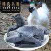 龙舒大别山走地鸡老母鸡乌鸡童子鸡 商品缩略图3