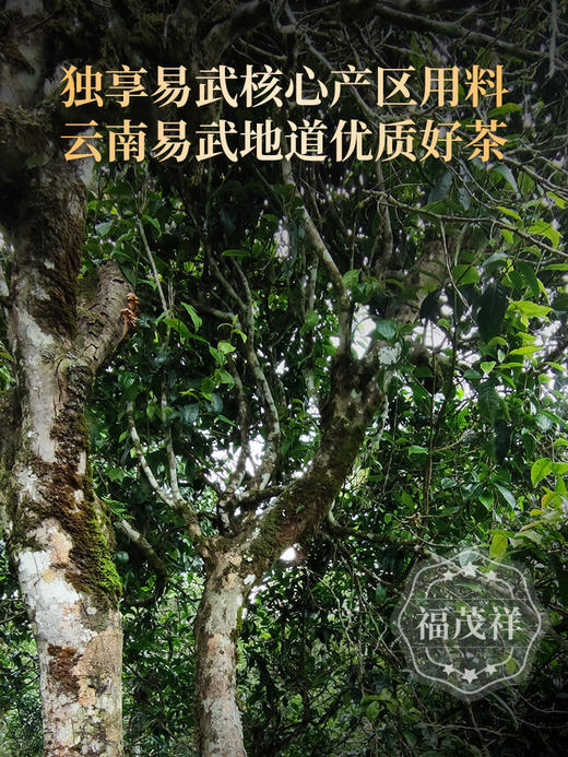 【飞黄腾达】高额补贴 感恩回馈茶友 2023年春茶云南易武茶区普洱茶生茶茶饼200g 商品图1