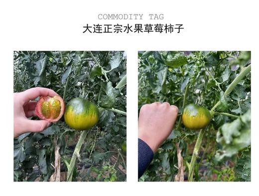 普兰店星台草莓柿子，口感正味道浓，酸酸甜甜，汁多肉厚，现摘现发（按照订单顺序发货，急单勿拍），京东快递全国包邮， 偏远地区不发。 商品图5