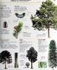预售 【中商原版】知识百科 植物和真菌 英文原版 Knowledge Encyclopedia Plants and Fungi  DK 科学百科科普图书 商品缩略图7
