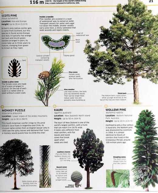 预售 【中商原版】知识百科 植物和真菌 英文原版 Knowledge Encyclopedia Plants and Fungi  DK 科学百科科普图书 商品图7