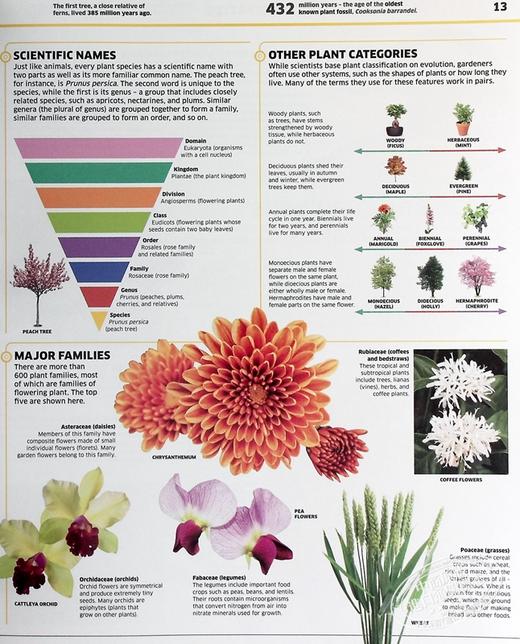 预售 【中商原版】知识百科 植物和真菌 英文原版 Knowledge Encyclopedia Plants and Fungi  DK 科学百科科普图书 商品图4