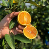 海南琼中绿橙礼盒装 新鲜现摘  产地直供 商品缩略图2