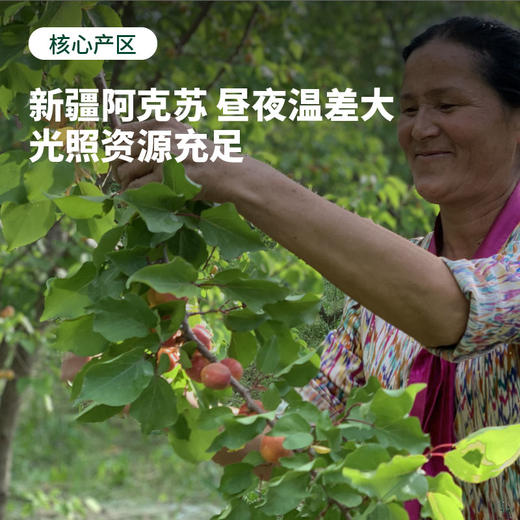 茶食 · 阿克苏吊干杏（300g*2袋/3袋）自然蒸晒 原汁原味 杏香浓郁（乌鲁木齐京东发货/四川成都中通发货） 商品图2