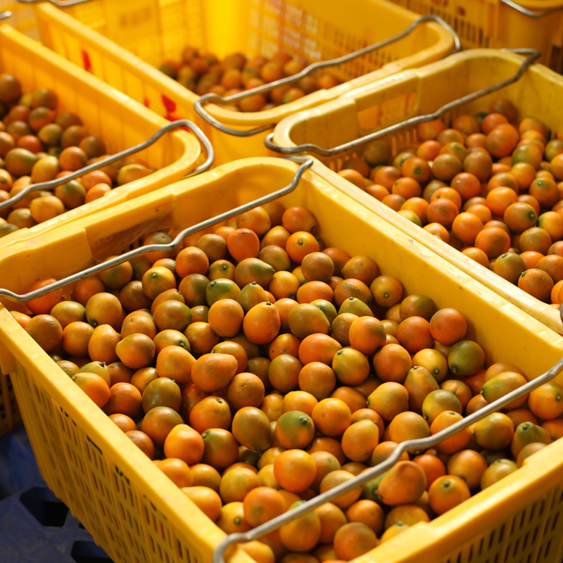 【2025 脆蜜金柑家庭装】签约基地新鲜采摘，精挑中等个头果子，肉厚多汁，“小糖豆”一枚，脆甜口感一扫金桔皮厚酸涩的“刻板印象”。3斤珍珠棉家庭装，基地直发，江浙沪皖圆通快递包邮~