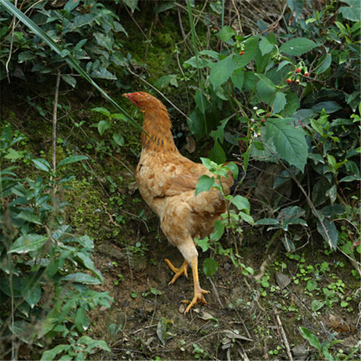 周五发货！【开化农场的童子鸡/生姜干】果之澜农业自养，无饲料、无激素、无抗生素，吃玉米、甜瓜、米糠等纯粮喂养，自然生长！开化公司杀好发货，江浙沪顺丰包邮~ 商品图2