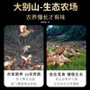 龙舒大别山走地鸡老母鸡乌鸡童子鸡 商品缩略图2