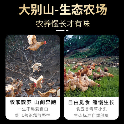 龙舒大别山走地鸡老母鸡乌鸡童子鸡 商品图2