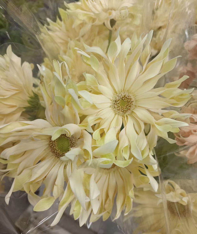 国产花材-弗朗【香格里拉】黄