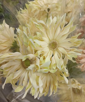 国产花材-弗朗【香格里拉】黄