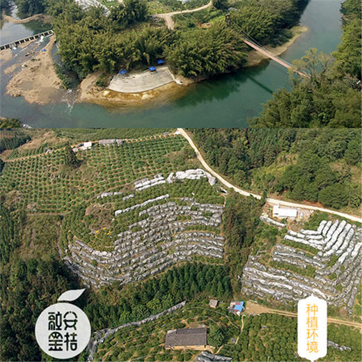 【2025 脆蜜金柑家庭装】签约基地新鲜采摘，精挑中等个头果子，肉厚多汁，“小糖豆”一枚，脆甜口感一扫金桔皮厚酸涩的“刻板印象”。3斤珍珠棉家庭装，基地直发，江浙沪皖圆通快递包邮~ 商品图4