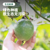 水果中的超级养颜抗氧化VC香水炸弹！海南爆香甜蜂蜜黄金百香果！ 商品缩略图3
