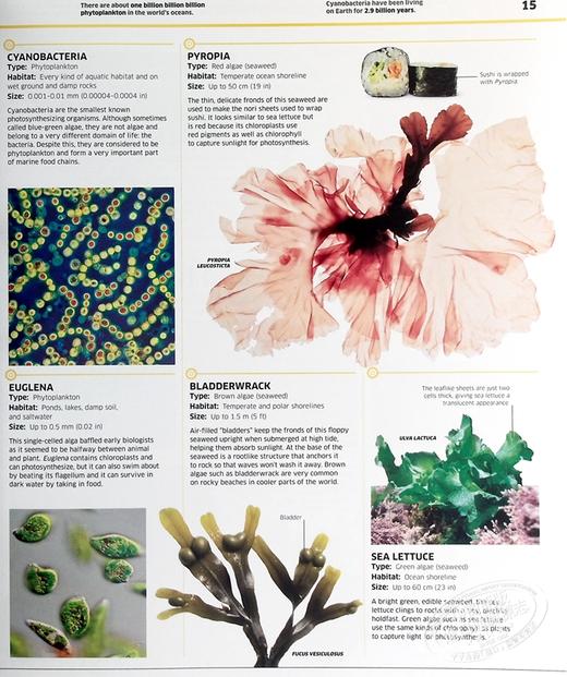 预售 【中商原版】知识百科 植物和真菌 英文原版 Knowledge Encyclopedia Plants and Fungi  DK 科学百科科普图书 商品图5