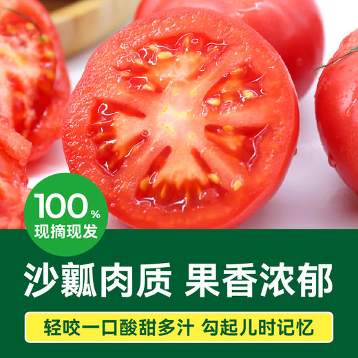 【绿行者】桃太郎番茄5斤 商品图1