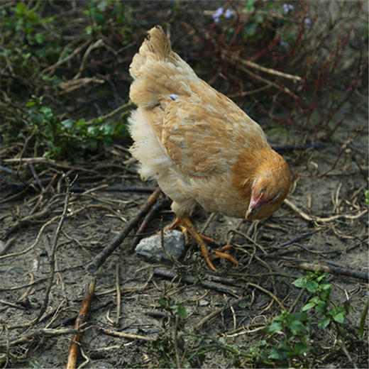 周五发货！【开化农场的童子鸡/生姜干】果之澜农业自养，无饲料、无激素、无抗生素，吃玉米、甜瓜、米糠等纯粮喂养，自然生长！开化公司杀好发货，江浙沪顺丰包邮~ 商品图7