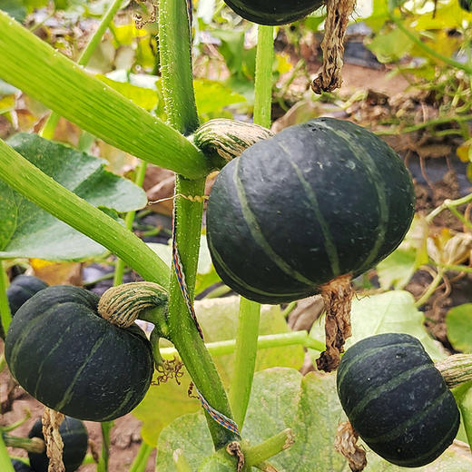 丽江拉市 高原贝贝南瓜 商品图4